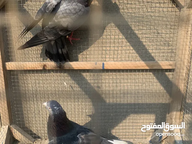 3 حمامات لوت