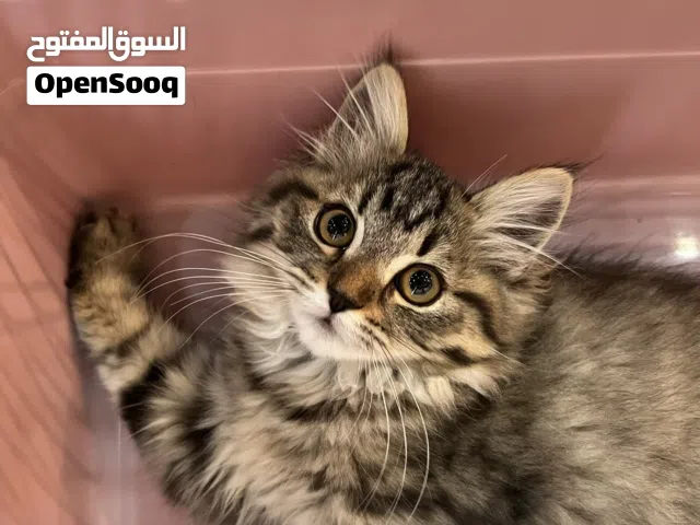 انثى لاعوبه العمر 3 شهور جدا نوعه مكس الام سكوتش بس ماعرف بالضبط شامل اكله