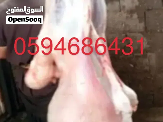 جزار قصاب بالرياض النسيم