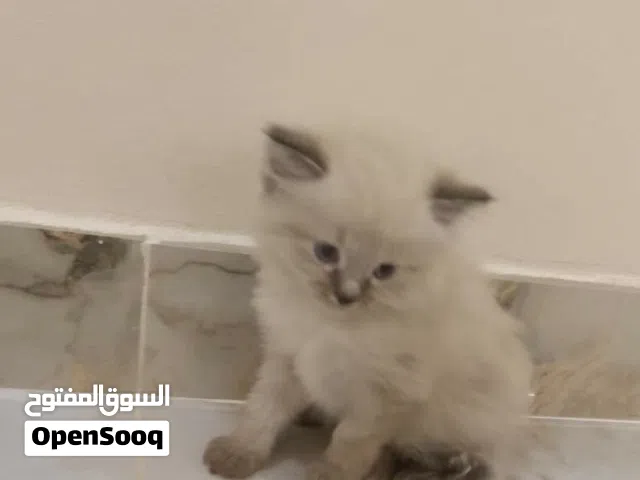 قطط للبيع همالاي مون فيس