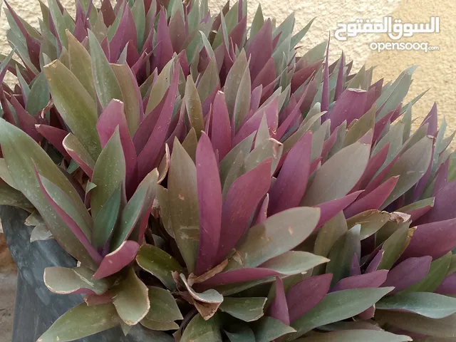 نباتات الزينه بحجم كبير وتربه ممتاز جدا وصحه ممتاز لا تحتاج كثير من المياه