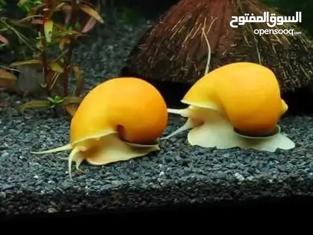 Angelfish, Polar Parrot, Gourami