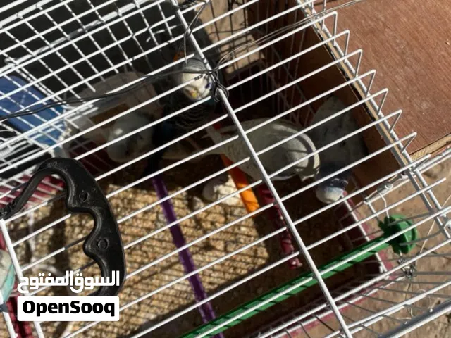 عصافير بقلينو