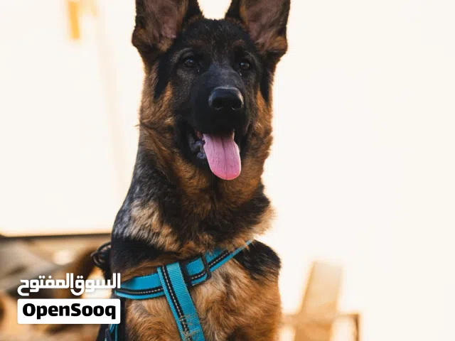 جيرمن شورت هير