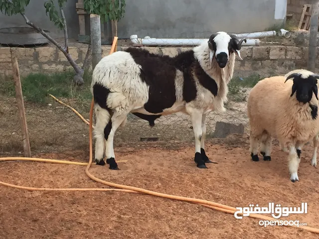 فحل هجين للبيع