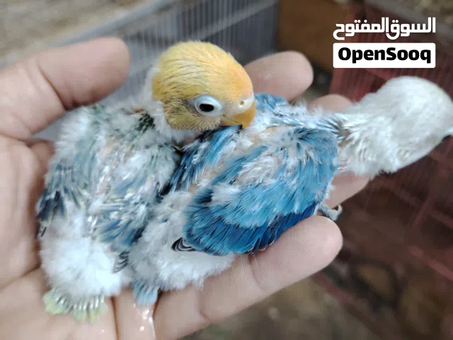 غندور فيشر باربلو