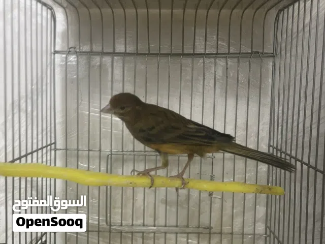 فحل كنار وطيره وطيور جنه
