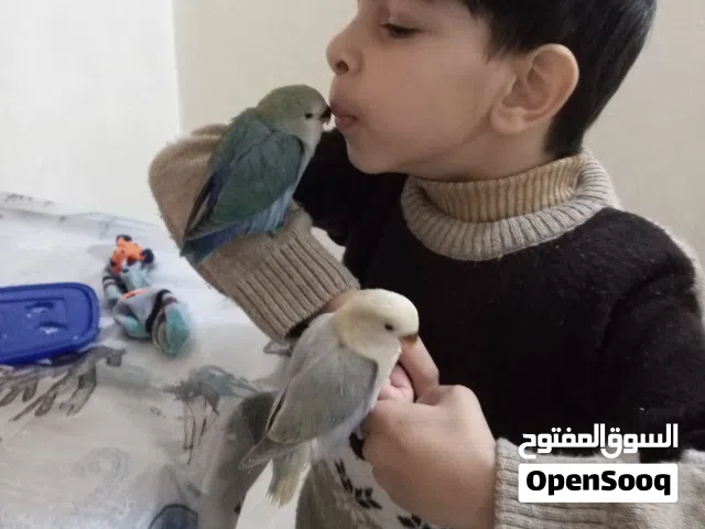 ببغاء روز اقرء الوصف