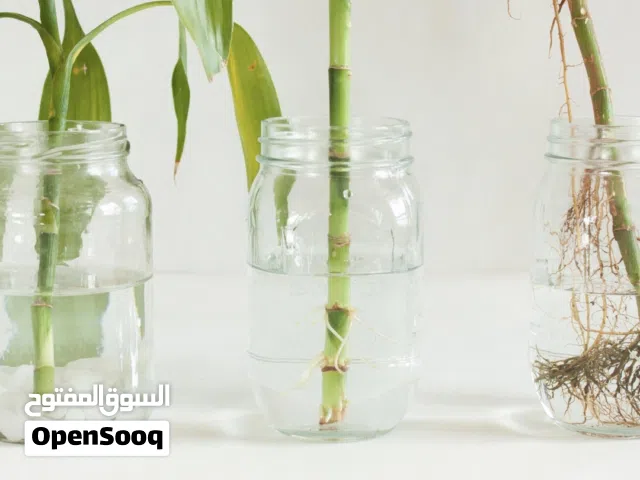 Bottle indoor plant