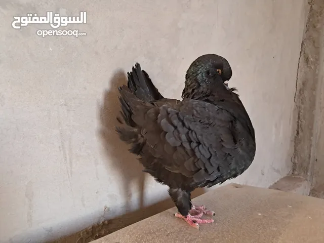 ذكر سوبر كنق خوصة اوروبا