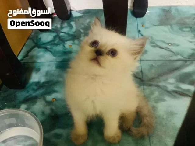 Himalayan and pure persian kitten for sell