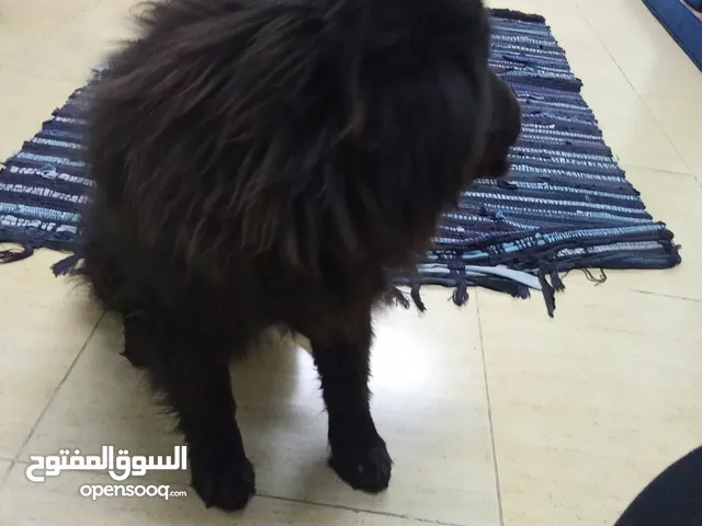 تشاو تشاو عدد 3 للبيع