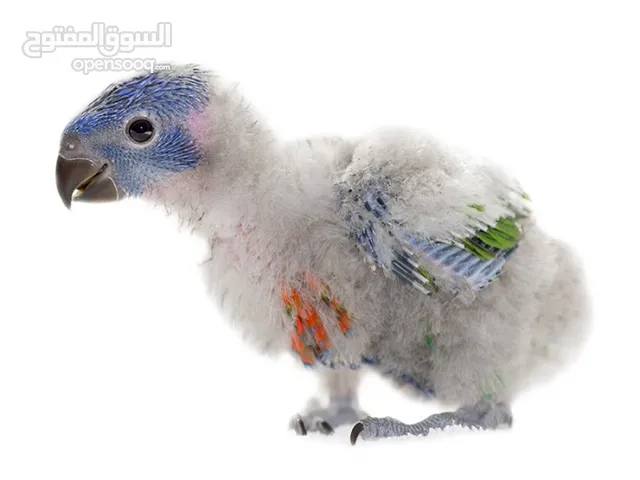 Rainbow red coloured Lorykeet Baby 28 days old handfeed chick Available @Abu Dhabi