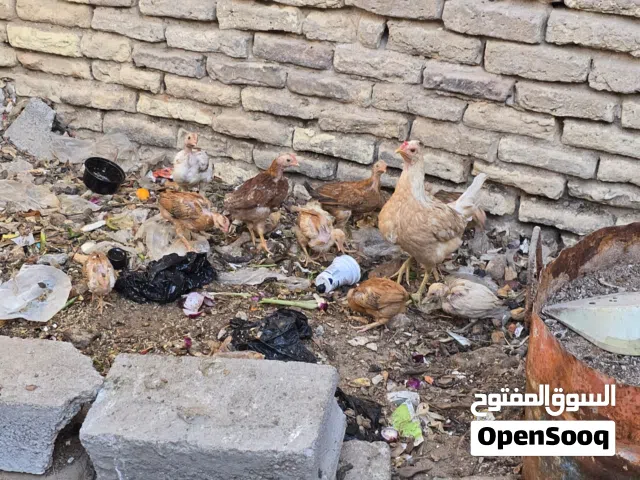 سلام عليكم دجاجه وراه 9فراخ العمر شهرين ونص شرط الصحه وشرط النظافه حلال نظيف ومال بيت