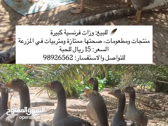 وزات فرنسية كبيرة للبيع