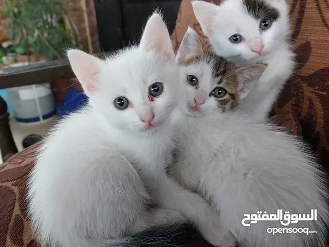 قطط للتبني العمر شهرين الموقع الزرقاء حي رمزي