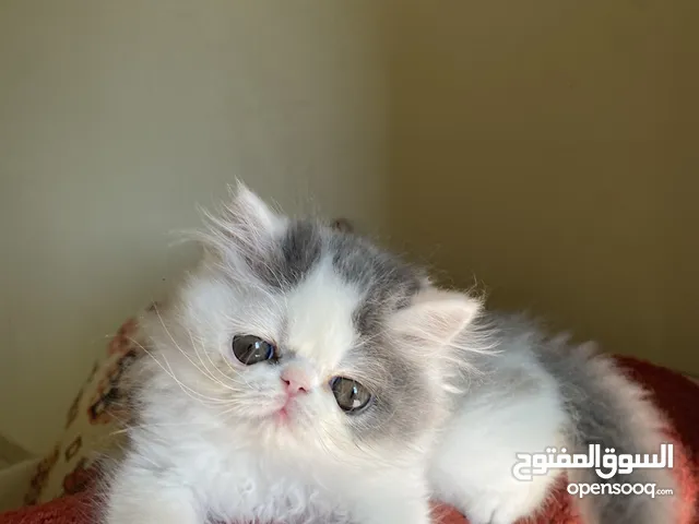 Biki face  kitten  males & Females for sale للبيع كيتين بيكي فيس ذكور وإناث أصول