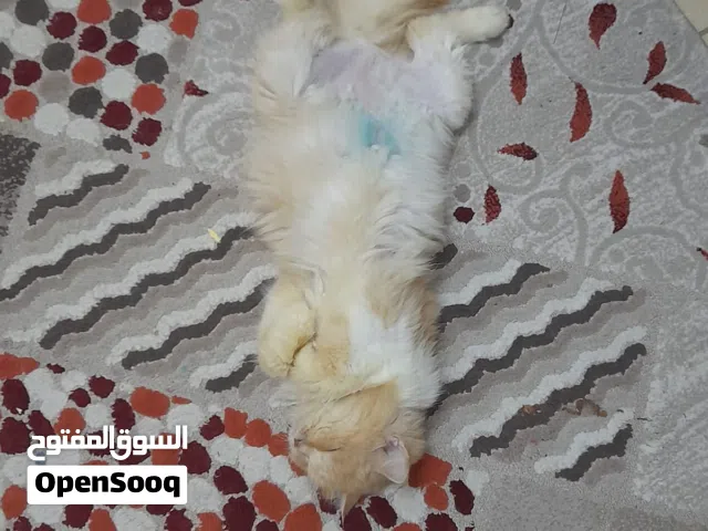 Persian cat for adoption
