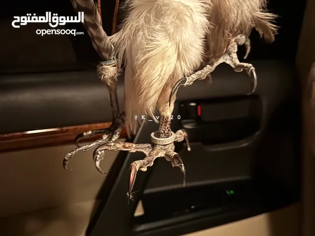 للبيع علاقات رجل طير
