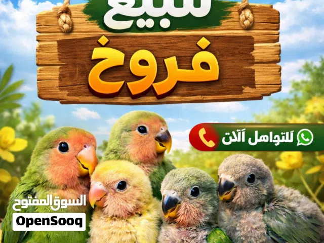 روز لبيع بسعر اليعجبك تعال ارسل سعرك بدون ما تسال
