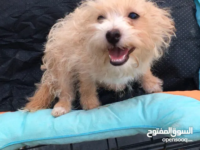 Samoyed male and +ذكر مالتيز بيور