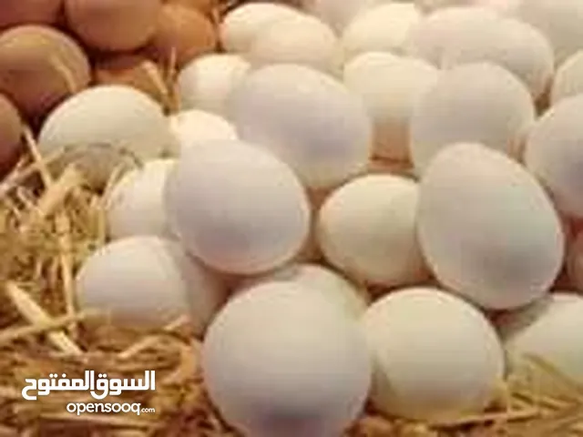 بيض دجاج عرب ملقح وجديد
