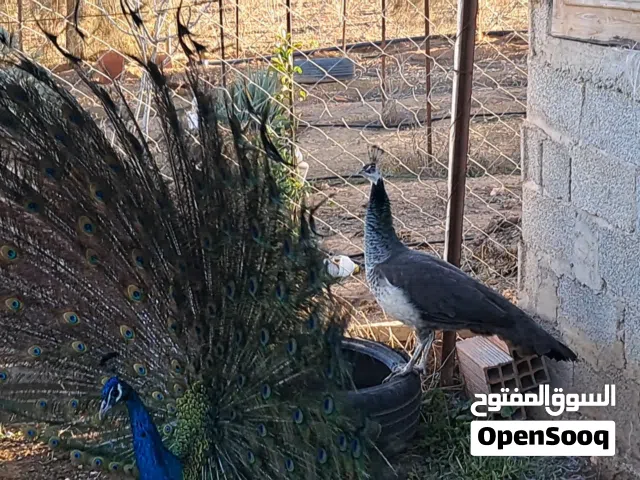 طاووس  ذكر وأنثى