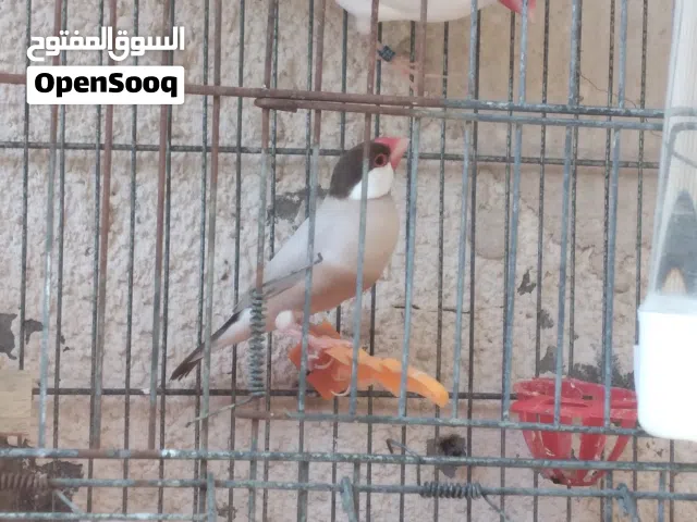 كوبية زيبرا بودا جاوا مصوقرة قبل