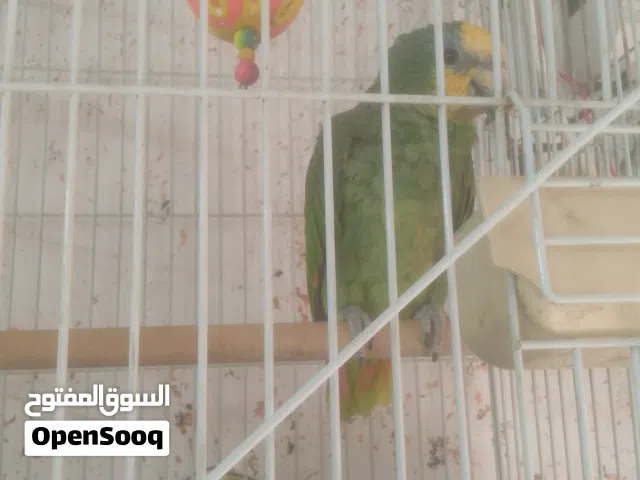 واورنج وينج