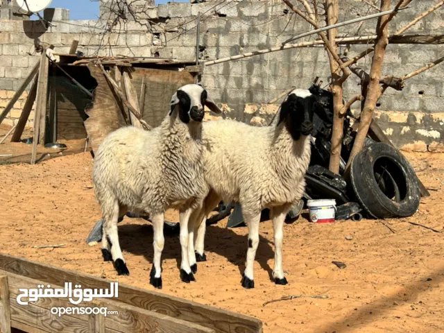 زوز نعجات الله يبارك