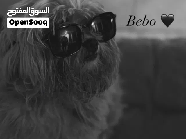 كلب مالتيز ذكر
