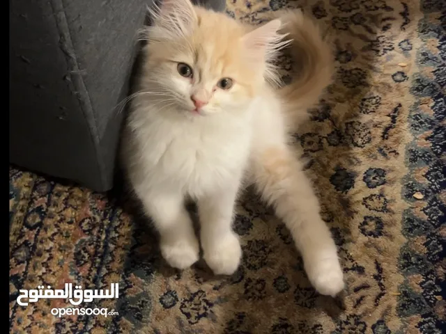 قطه كيتن للبيع نظيفه و امنه