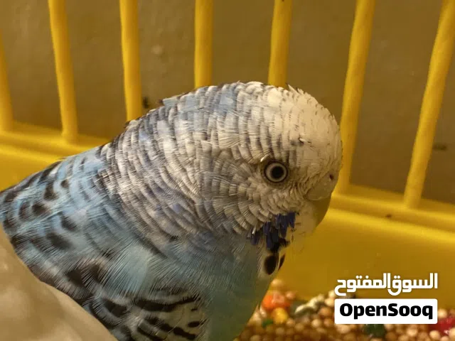 حمام للتدريب
