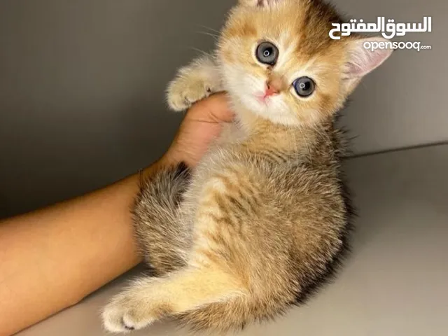 سكوتش ستريت بيور للبيع