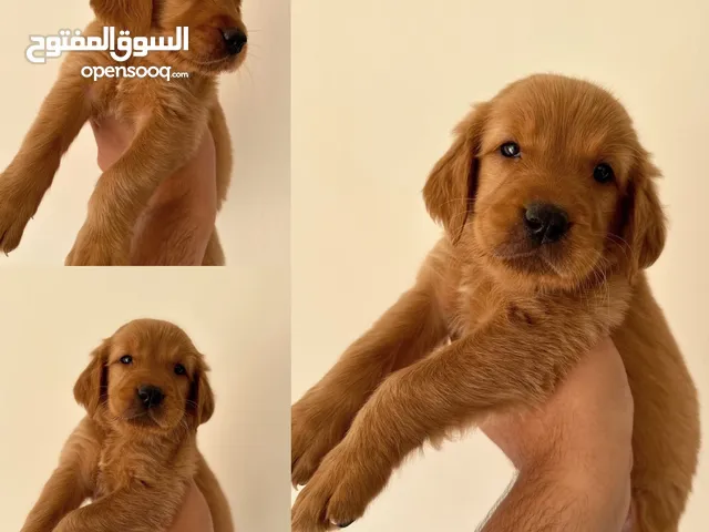 جولدن ريتريفر بريطاني آصلي  Golden retriever pure اعلى مستوى في الشرق الاوسط