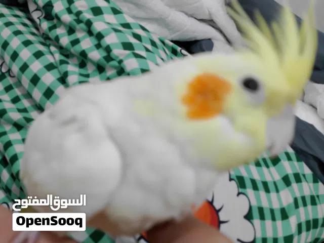 كوكتيل اليف