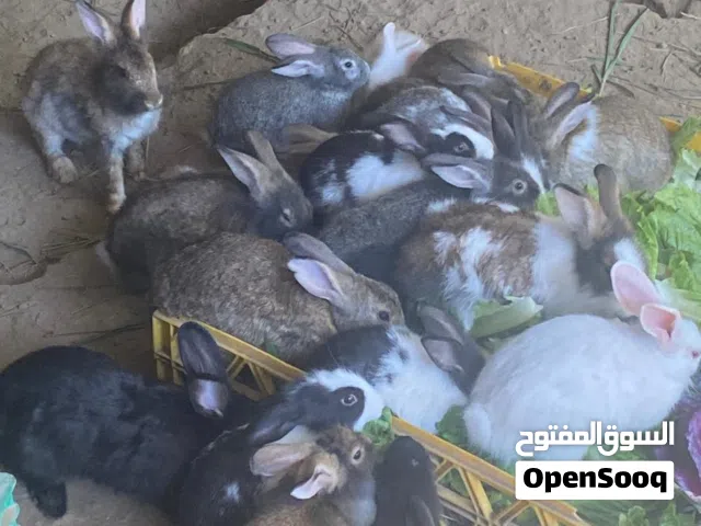 أرنب البيع