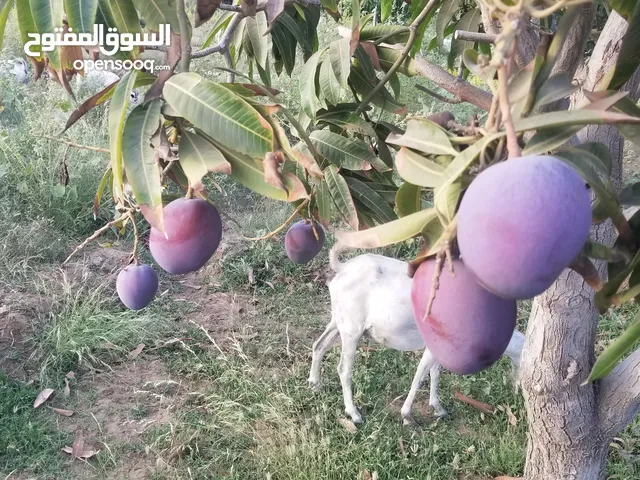 مانجو بيض الشمس