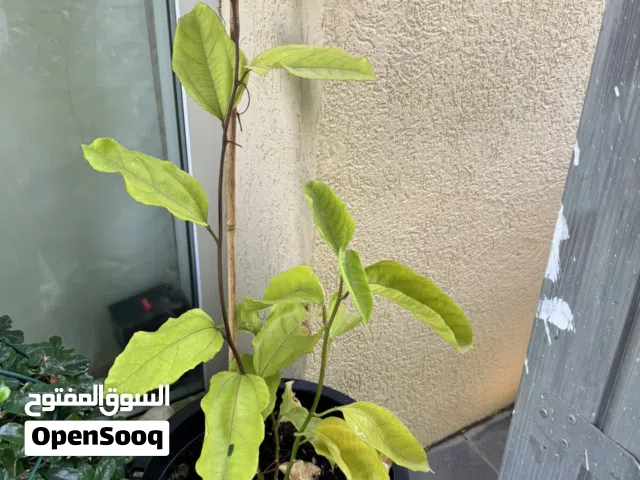 Rare Exotic Tropical fruit plants