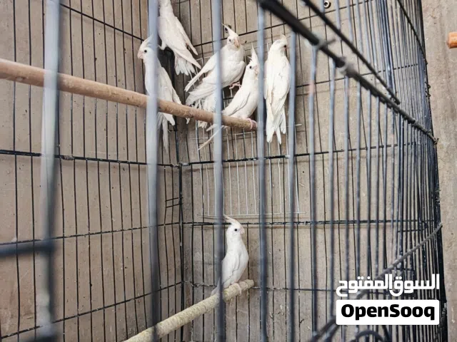 فراخ طيور كوكتيل الحبة 40 دينار
