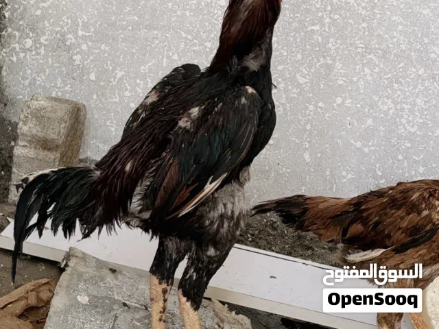ديك بكستاني ديك حار وقوي فايز 5