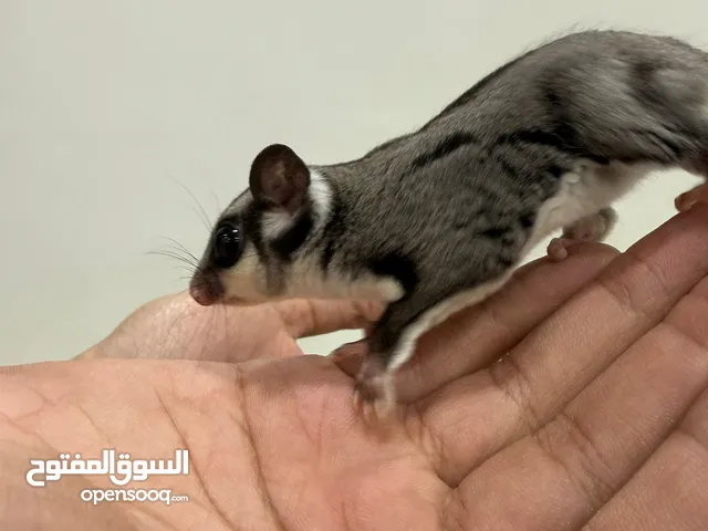 سنجاب Sugar Glider