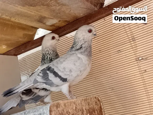 متاح كوم حمام جواز ومخليف طيورت حمام