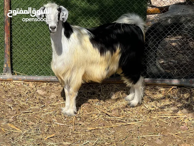 ذبيحه تيس محقوص