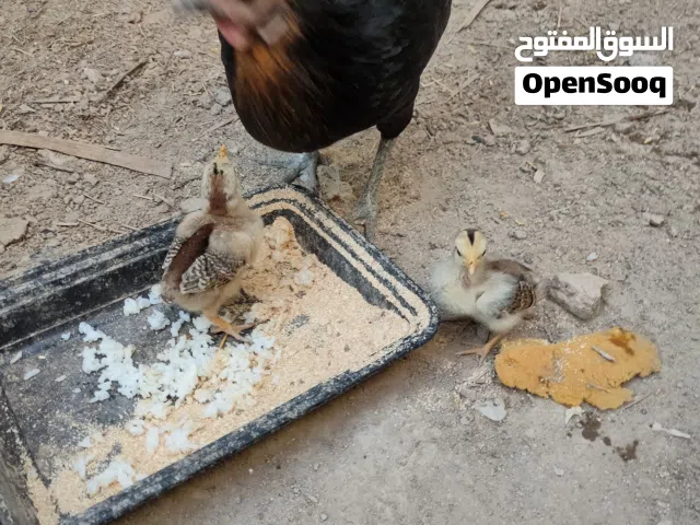 دجاجه وكتاكيته ثنين ب25
