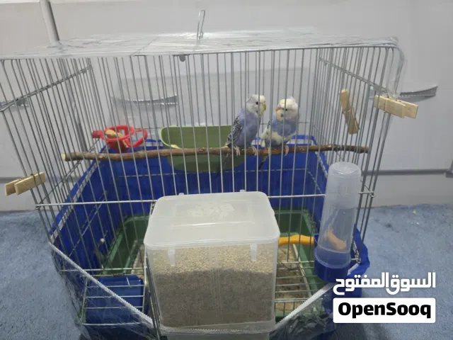 أزواج طيور حب