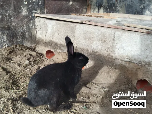 للبيع ارنب فحل اقرا الوصف