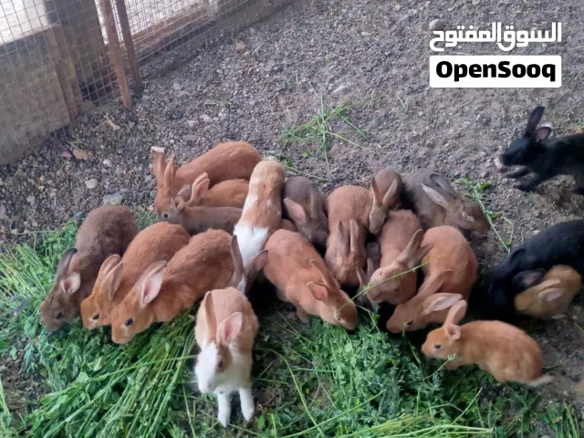 ارانب عمانيات احجام مختلفه