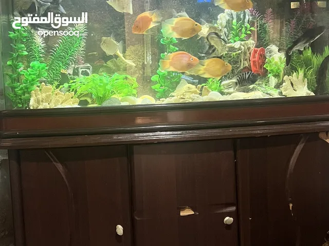 حوض سمك اجنبي