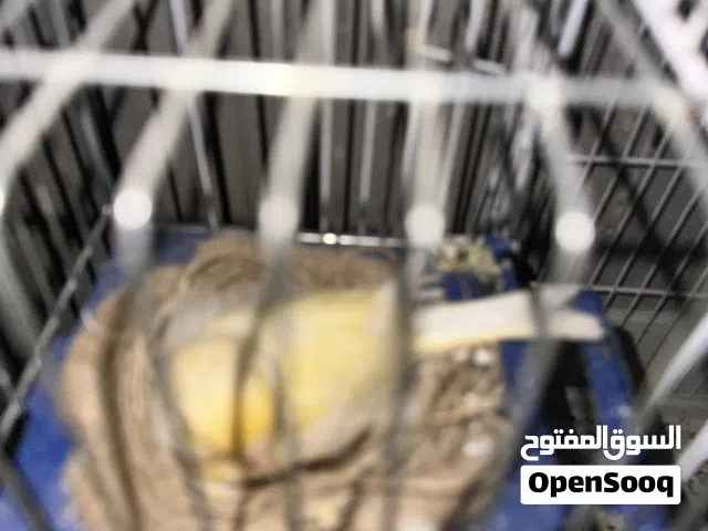 كوبيه ربي ايبارك مصوقره مرتين